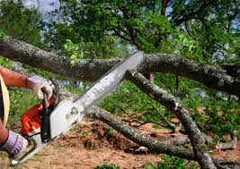 Best Tree Preservation Services  in Palisades Park, NJ