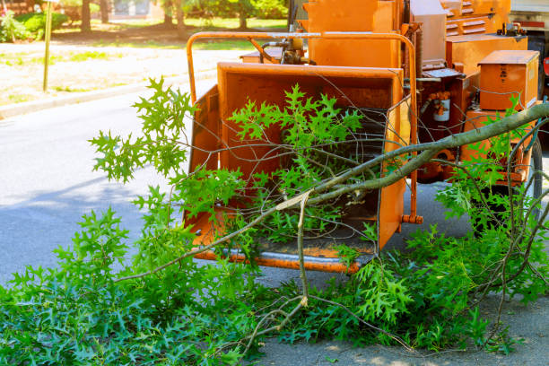 Best Seasonal Cleanup (Spring/Fall)  in Palisades Park, NJ