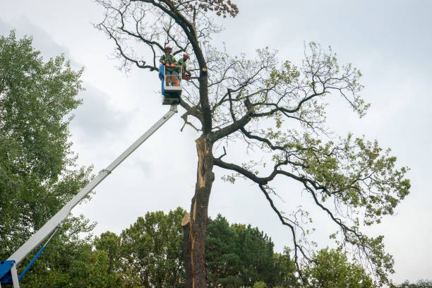 Best Tree and Shrub Care  in Palisades Park, NJ