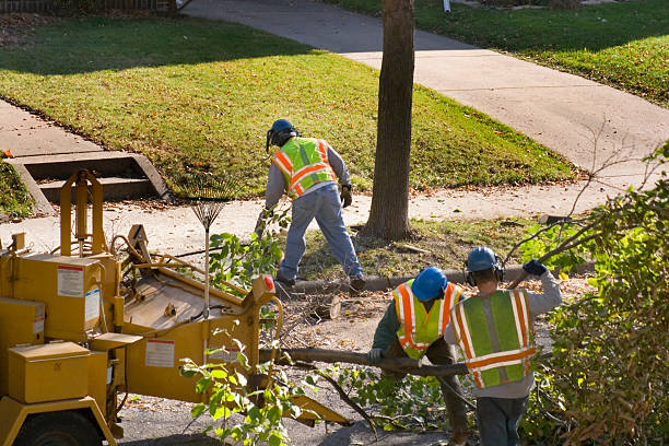 Best Emergency Tree Removal  in Palisades Park, NJ