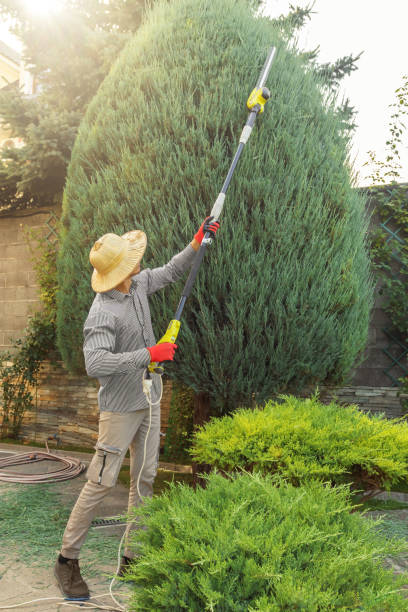 Best Arborist Consultation Services  in Palisades Park, NJ