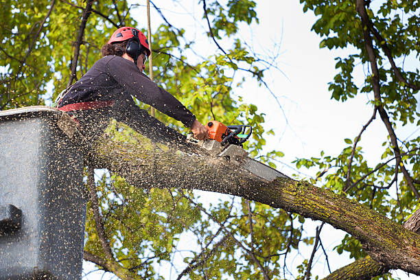 Best Seasonal Cleanup (Spring/Fall)  in Palisades Park, NJ